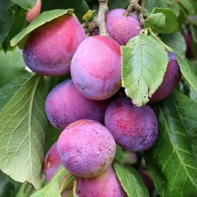 Слива БЛЮ СВИТ колонновидная в Жлобине