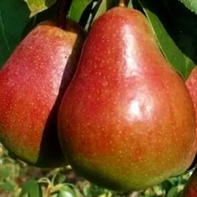 Груша ГЕРА в Жлобине