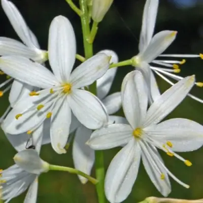 Венечник ветвистый в Жлобине