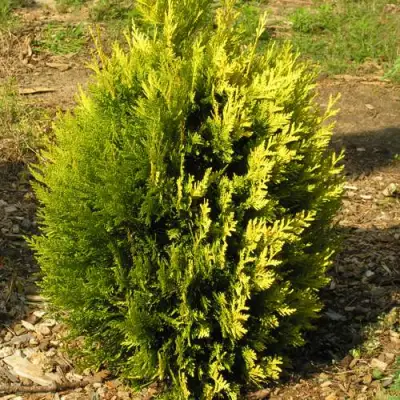 Туя КОППЕР ГОЛД западная в Жлобине