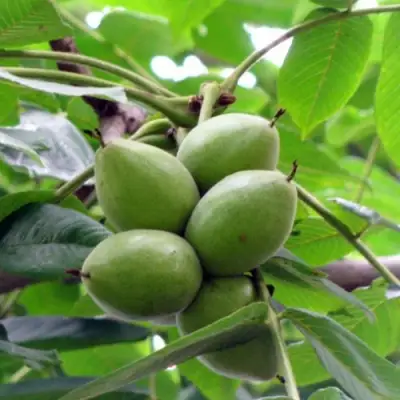 Орех маньчжурский МИЧУРИНЕЦ в Жлобине