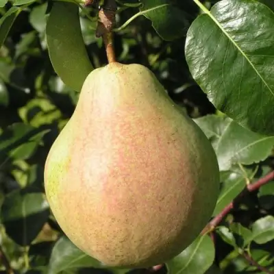 Груша ЛИРА в Жлобине