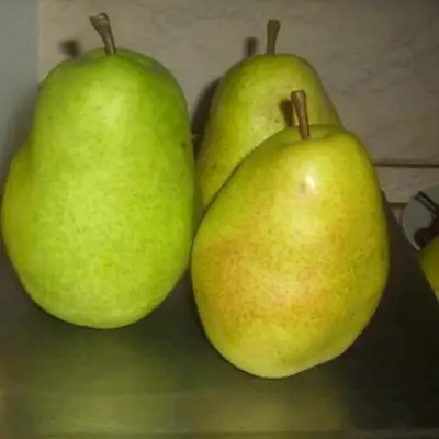 Груша БЕРЕ ЛЮКА в Жлобине