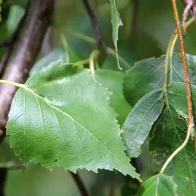 Береза ПОВИСЛАЯ в Жлобине