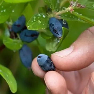 Жимолость съедобная АМФОРА в Жлобине