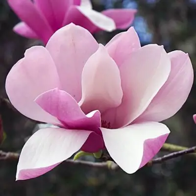 Магнолия РИККИ в Жлобине