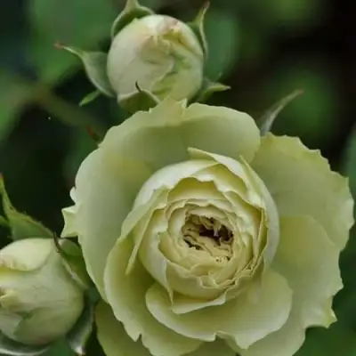 Роза ГРИН ДАЙМОНД миниатюрная в Жлобине