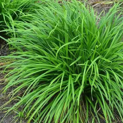 Осока АЙРИШ ГРИН в Жлобине