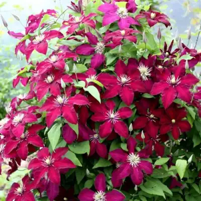 Клематис МАЗОВШЕ в Жлобине