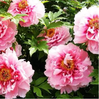 Пион СЕРЕБРИСТЫЙ РУЧЕЙ древовидный в Жлобине