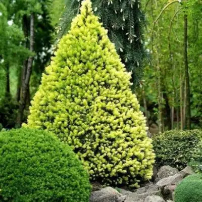 Ель РЕЙНБОУЗ ЭНД сизая в Жлобине