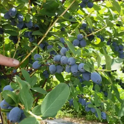 Жимолость съедобная КЛУБНИЧНАЯ СЕНСАЦИЯ в Жлобине