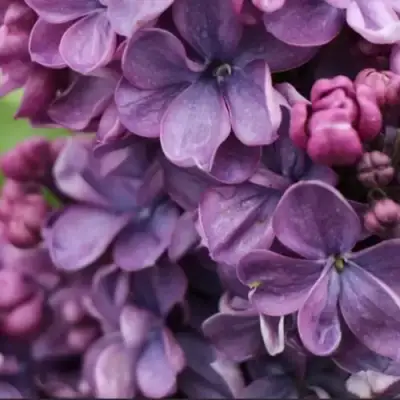 Сирень ВИОЛЕТТА в Жлобине