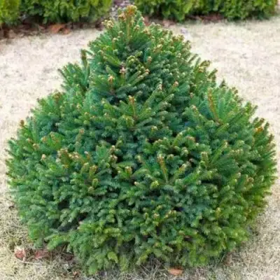 Ель БАРРИ обыкновенная в Жлобине