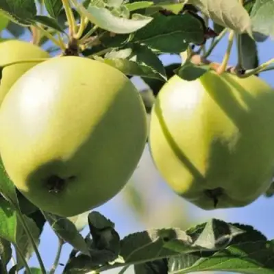 Яблоня САХАРНАЯ в Жлобине