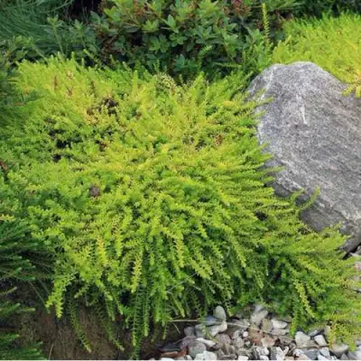 Водяника БЕРНШТЕЙН черная в Жлобине