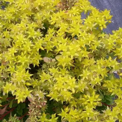 Очиток (седум) ИММЕРГРЮНХЕН в Жлобине