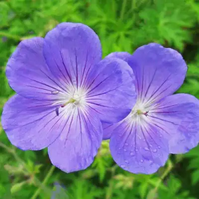 Герань БРУКСАЙД гибридная в Жлобине