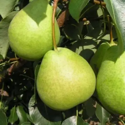 Груша ЛАГОДНАЯ в Жлобине