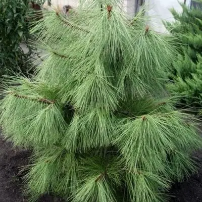 Сосна желтая  в Жлобине