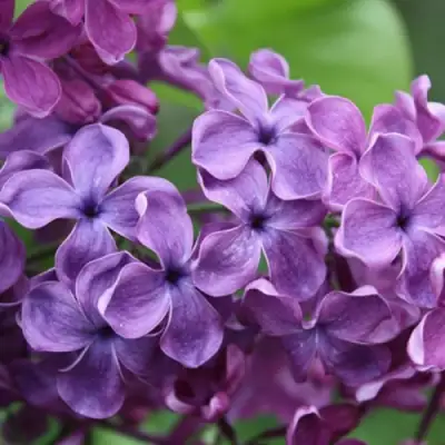 Сирень СУМЕРКИ в Жлобине