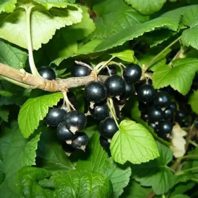 Смородина черная БАГИРА в Жлобине