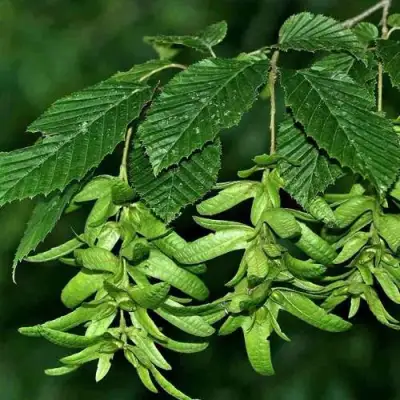 Граб  в Жлобине