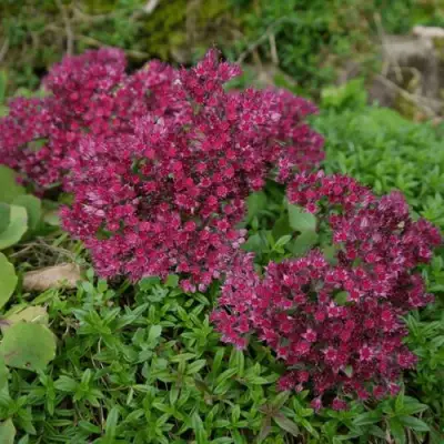 Очиток (седум) РУБИ ГЛОУ скальный в Жлобине