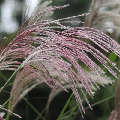 Мискантус МАЛЕПАРТУС китайский  в Жлобине