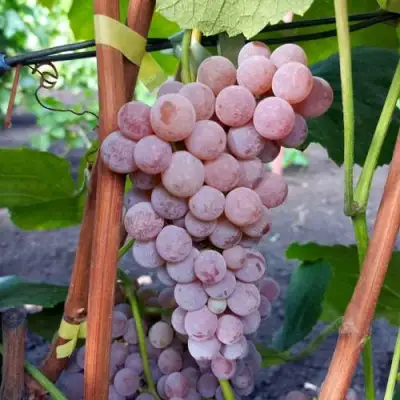 Виноград РИЛАЙНС ПИНК СИДЛИС в Жлобине