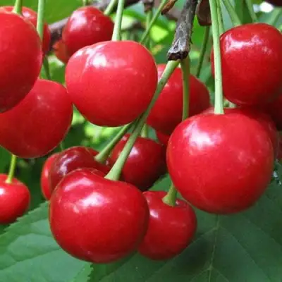 Дюк ПРЕВОСХОДНАЯ ВЕНЬЯМИНОВА в Жлобине