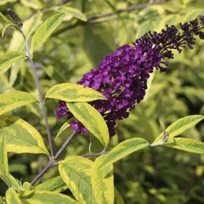 Буддлея давида САНТАНА  в Жлобине