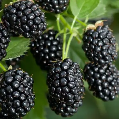 Ежевика ЧЕРНАЯ МАГИЯ ремонтантная  в Жлобине