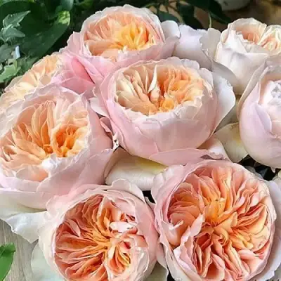 Роза ДЖУЛЬЕТТА английская в Жлобине