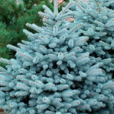 Ель СУПЕР БЛЮ СИДЛИНГ колючая в Жлобине