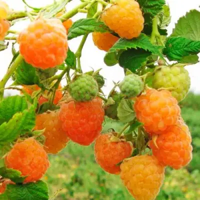 Малина ЗОЛОТЫЕ КУПОЛА в Жлобине