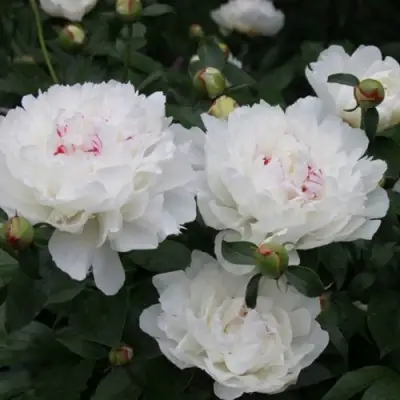 Пион ФЕСТИВА МАКСИМА травянистый в Жлобине