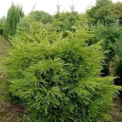Можжевельник КУРИВАО ГОЛД китайский в Жлобине