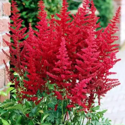 Астильба БУРГУНДИ РЕД Арендса в Жлобине