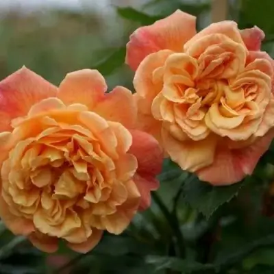 Роза АЛОХА плетистая в Жлобине