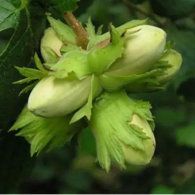 Фундук ТАМБОВСКИЙ ПОЗДНИЙ в Жлобине