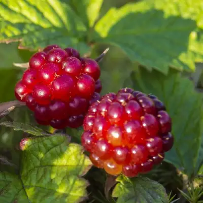 Княженика ЛИНДА в Жлобине