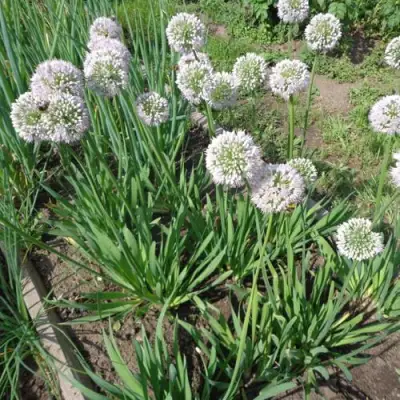 Лук слизун в Жлобине