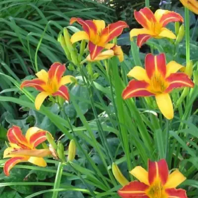 Лилейник ФРАНС ХАЛС в Жлобине