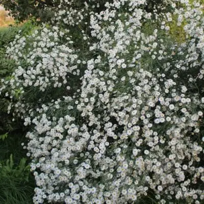 Болтония СНОУБЭНК в Жлобине