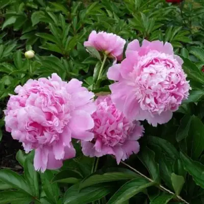 Пион МЕСЬЕ ЖЮЛЬ ЭЛИ травянистый в Жлобине