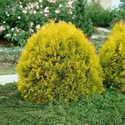 Туя РЕЙНГОЛД западная в Жлобине