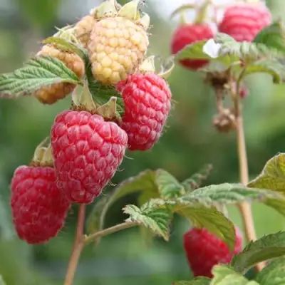 Малина МОЛЛИНГ ДЖУНО в Жлобине