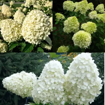 Комплект НЕЖНЫЙ КАПУЧИНО в Жлобине