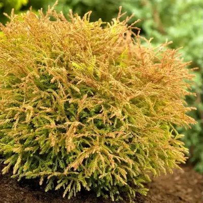 Туя ГОЛДЕН ТАФФЕТ западная в Жлобине